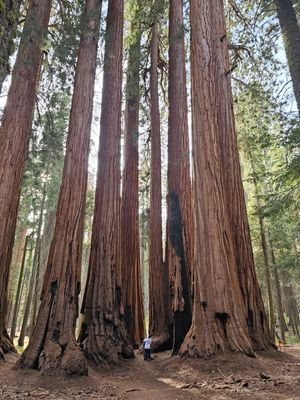 Me in a grove of sequoias called “The House” on the Congress Trail